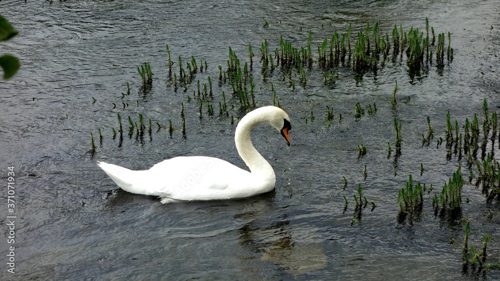 .....swan, bird, water, lake, white, nature, animal, swans, birds, wildlife, pond, love, swimming, beautiful, river, swim, feather, wild, reflection, graceful, beauty, feathers, elegance, cotswold, .....swan, bird, water, lake, white, nature, animal, swans, birds, wildlife, pond, love, swimming, beautiful, river, swim, feather, wild, reflection, graceful, beauty, feathers, elegance, cotswold,