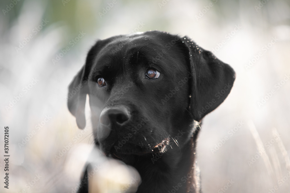 Portrait schwarzer Labrador Retriever