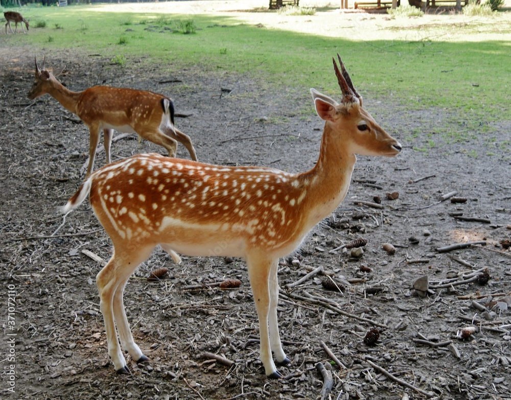 Rehe im Gelände im Niendorfer Gehege Rehe im Gelände im Niendorfer Gehege