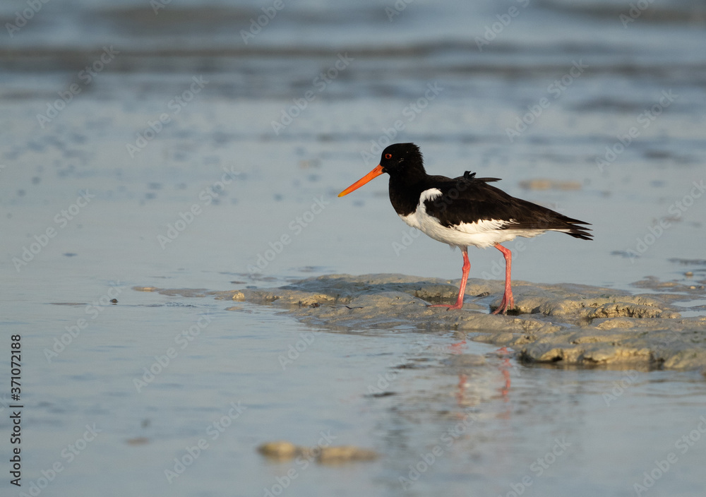 Oystercatcher feeding at Busaiteen coast of Bahrain Oystercatcher feeding at Busaiteen coast of Bahrain