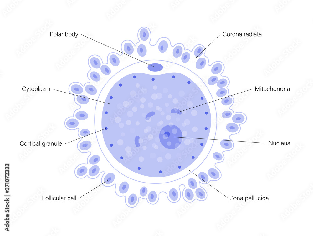 Egg cell anatomy Egg cell anatomy