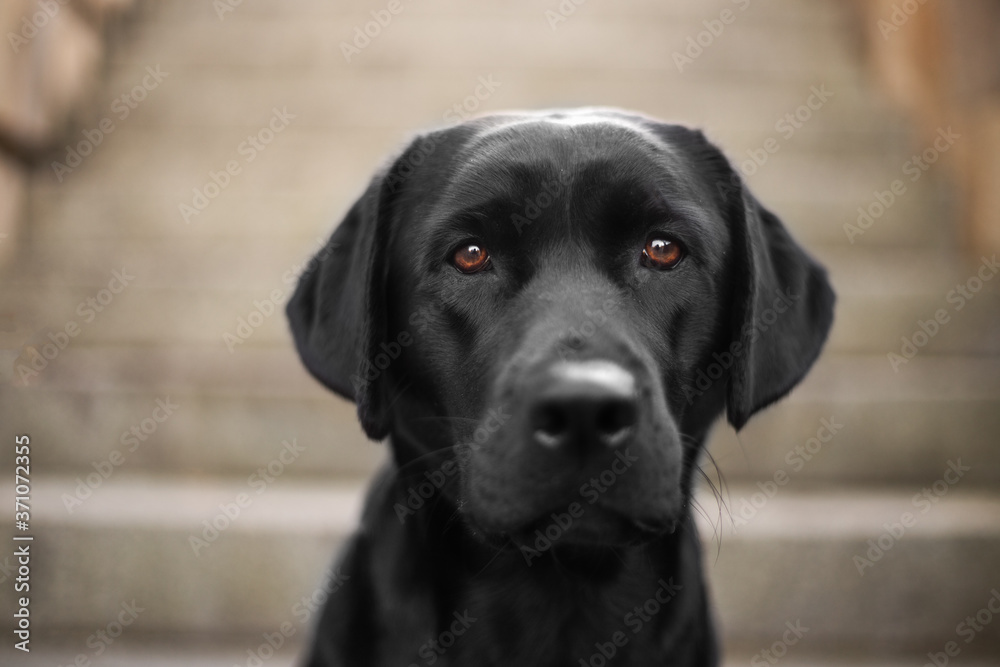 Labrador blickt gerade in Kamera