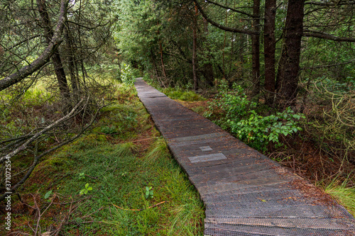 Nature reserve Wilhelmsdorf Pfrunger Ried in Upper Swabia photo