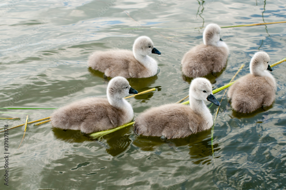 pair of swans with little swans