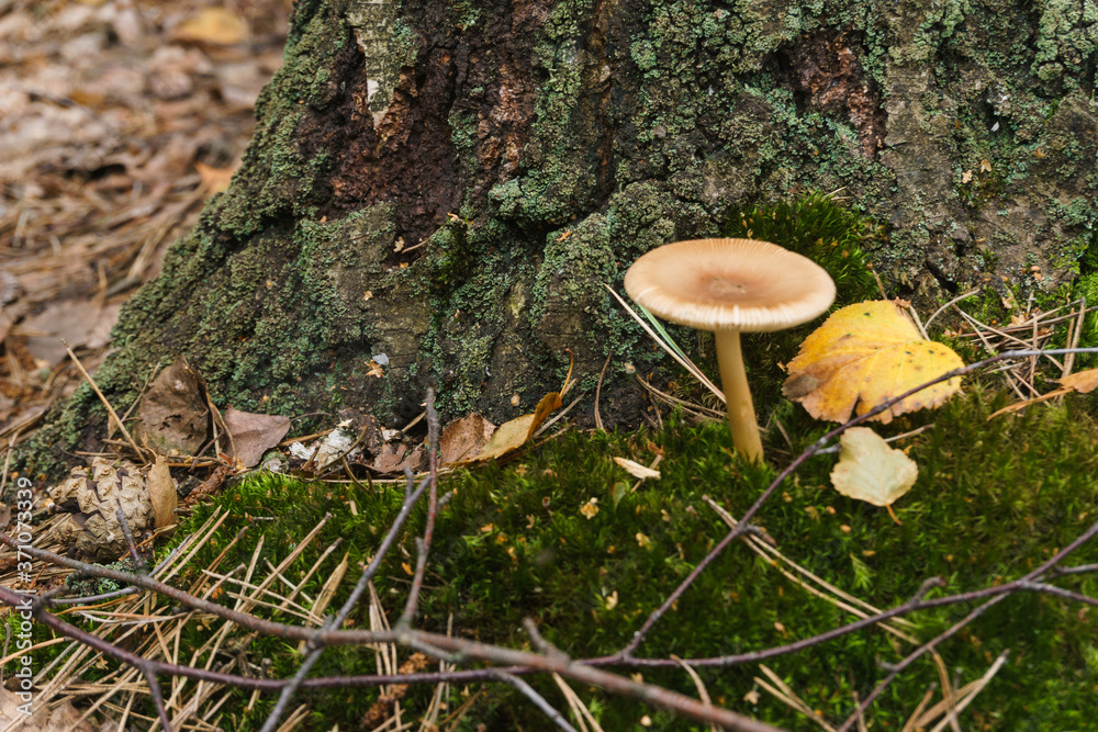Fototapeta premium mushrooms in the forest