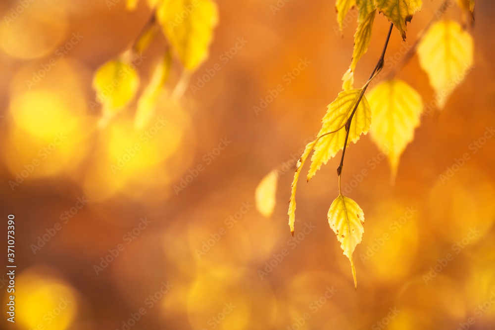 Autumn background with orange, yellow birch leaves and golden sun lights, natural bokeh. Fall nature landscape with copy space Autumn background with orange, yellow birch leaves and golden sun lights, natural bokeh. Fall nature landscape with copy space