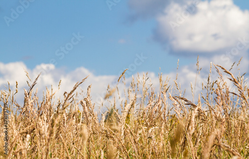 Golden cereals field with blue sky and white clouds on sunny day