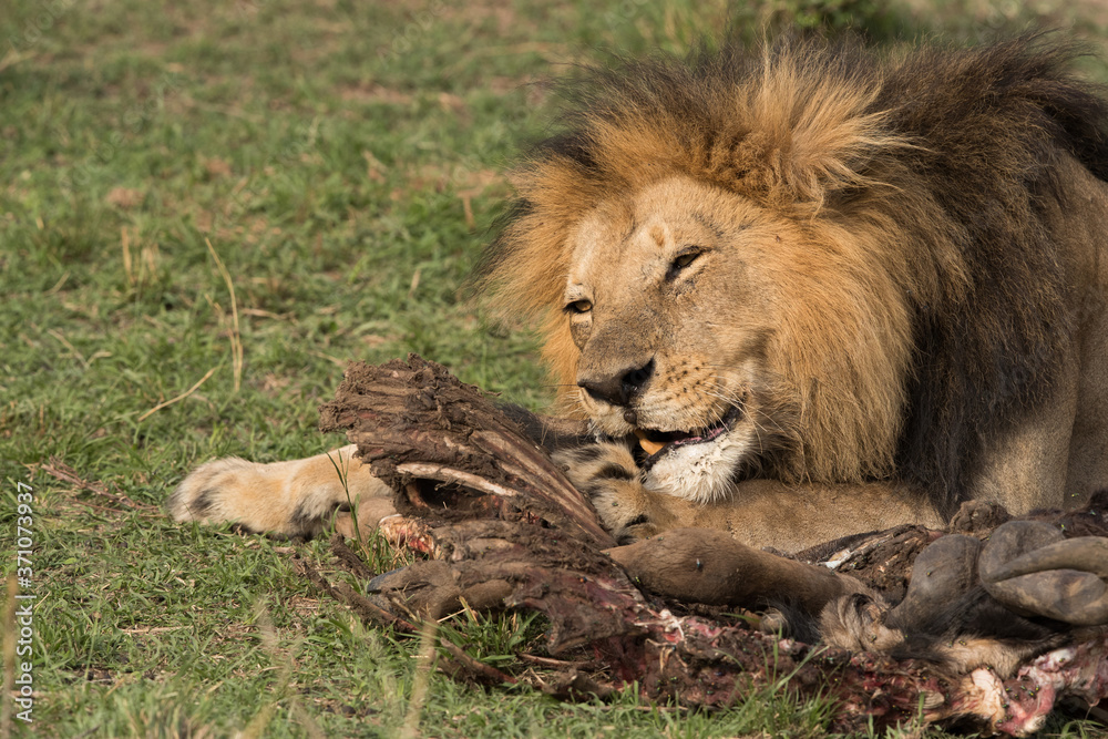 The lion king eating the wildebeest kill The lion king eating the wildebeest kill