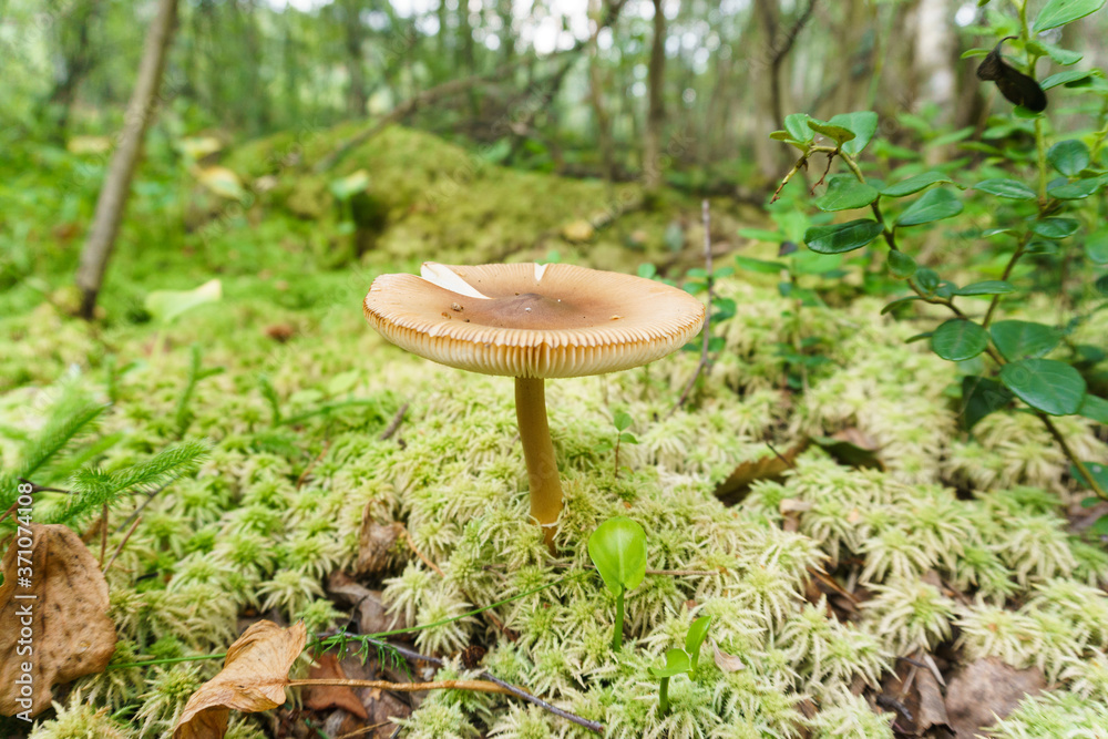 mushroom on the moss mushroom on the moss