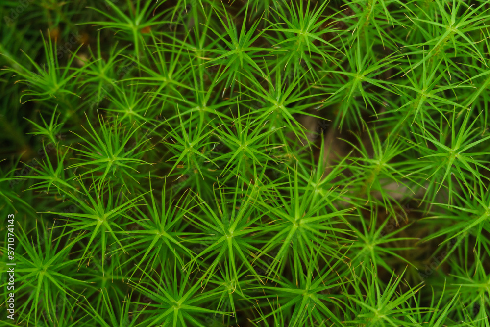 background of green moss background of green moss