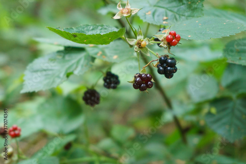 Mushroom toadstool in fallen dry leaves. A close-up of a mushroom. Nature, forest.