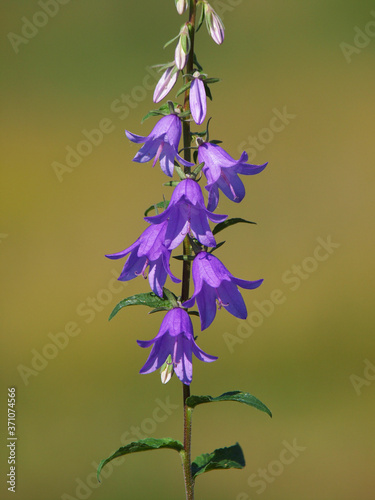Blooming creeping bellflower plant, Campanula rapunculoides