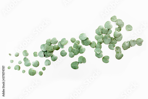 pattern texture with green leaves eucalyptus isolated on white background. lay flat, top view