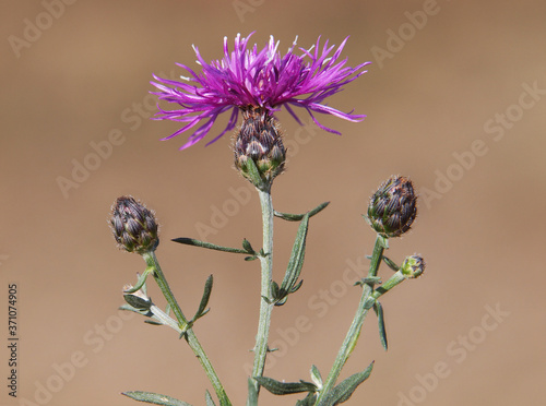 Spotted knapweed plant with flower and buds, Centaurea maculosa photo