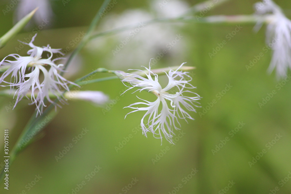 Delicate lovely white flowers of Dianthus superbus with petals like light fluffy feathers on a summer day on a blurred green forest background. Beautiful rare white wild flowers close up.