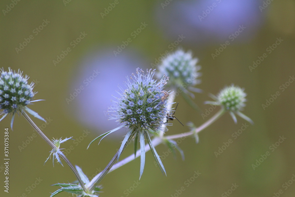 Blue Eryngo or Eryngium planum. Spiky spherical flowers in bright blue on a blurred background. Wild flowers close-up. Forest landscape with flowers. Blue Eryngo or Eryngium planum. Spiky spherical flowers in bright blue on a blurred background. Wild flowers close-up. Forest landscape with flowers.