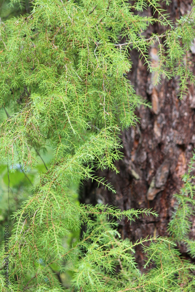 Fluffy branch of juniper with bright green needles on blurred background of brown pine trunk Fluffy branch of juniper with bright green needles on blurred background of brown pine trunk