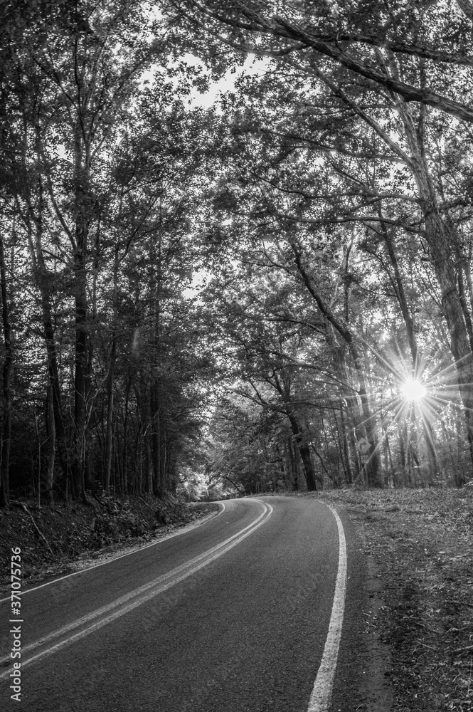 Fototapeta premium road in the woods