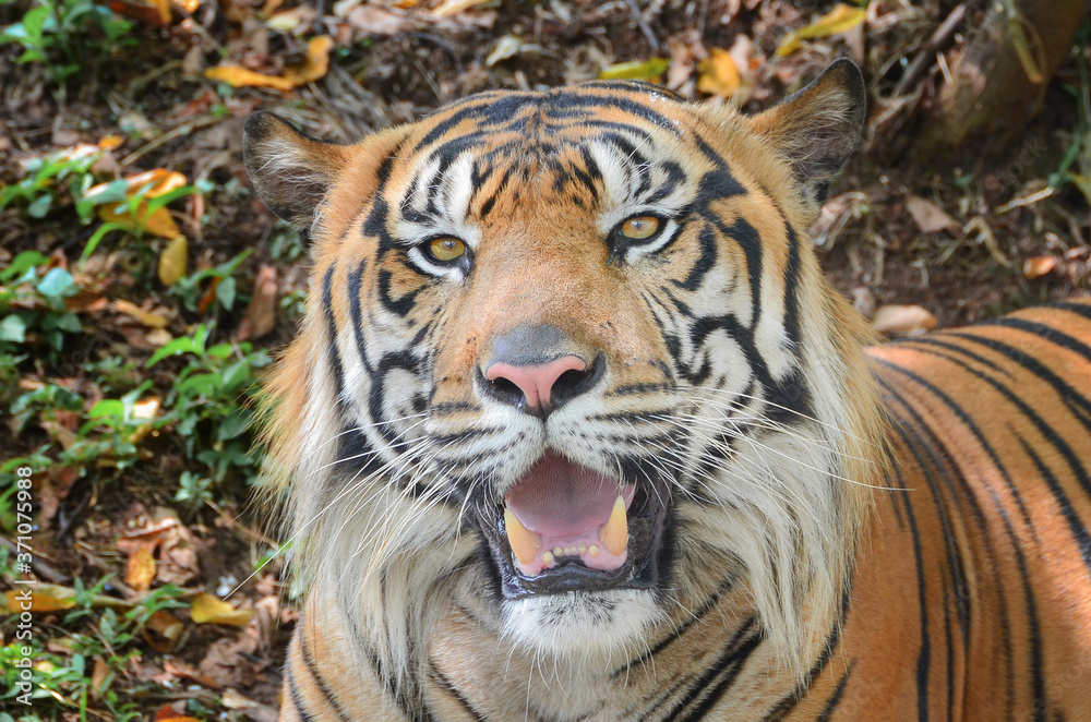 Fototapeta premium portrait of a tiger