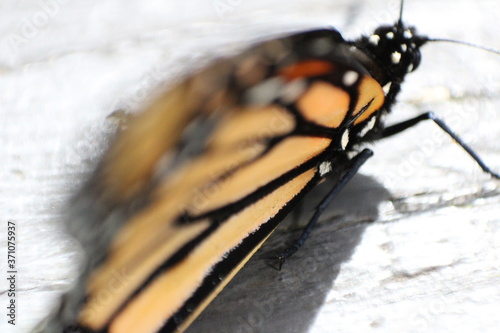 butterfly galley