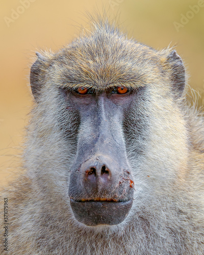 baboon  photo