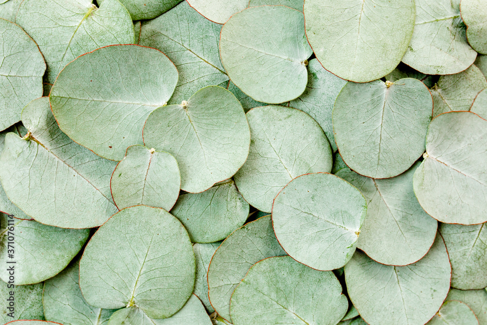 Obraz premium Background/Texture made of green eucalyptus leaves. Flat lay, top view