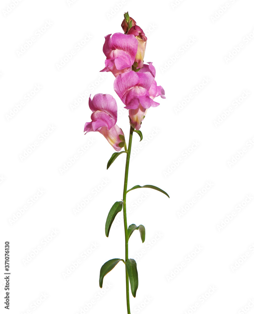 Pink snapdragon flower isolated on white, Antirrhinum majus Pink snapdragon flower isolated on white, Antirrhinum majus