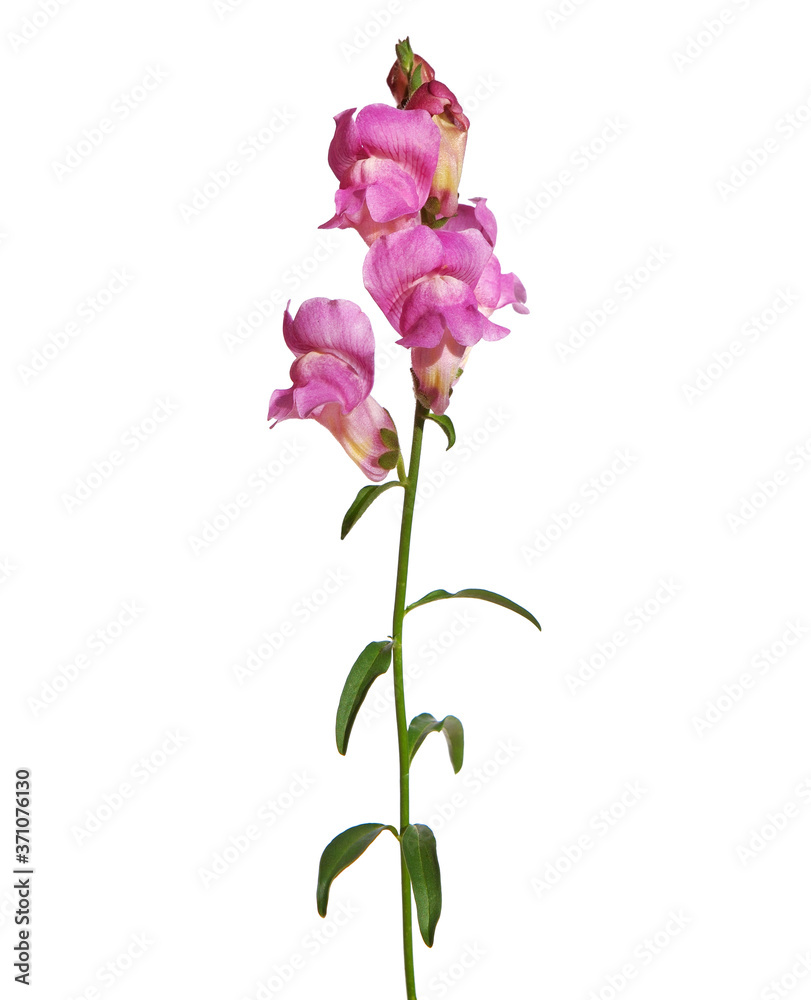 Pink snapdragon flower isolated on white, Antirrhinum majus