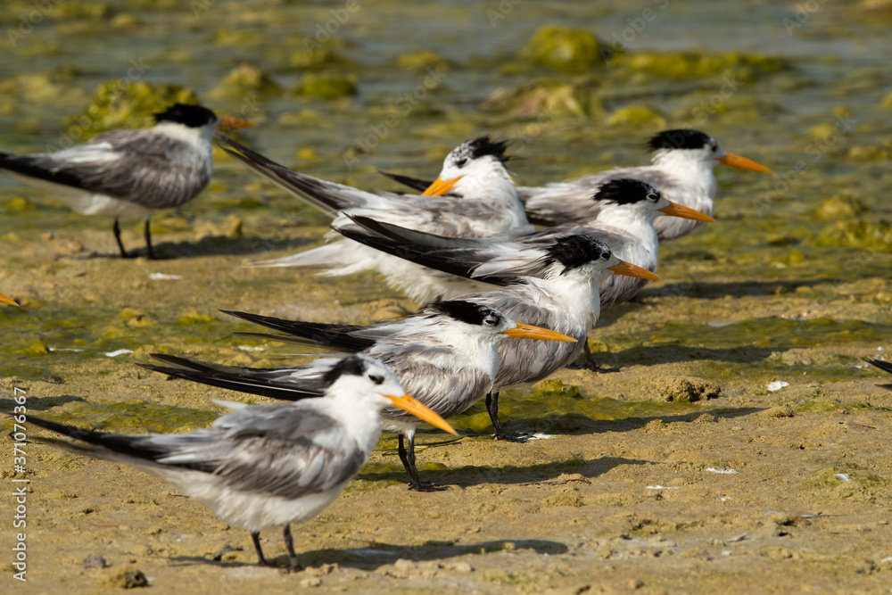 Fototapeta premium Greater crested terns at Busaiteen coast, Bahrain