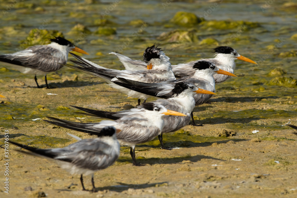 Fototapeta premium Greater crested terns at Busaiteen coast, Bahrain