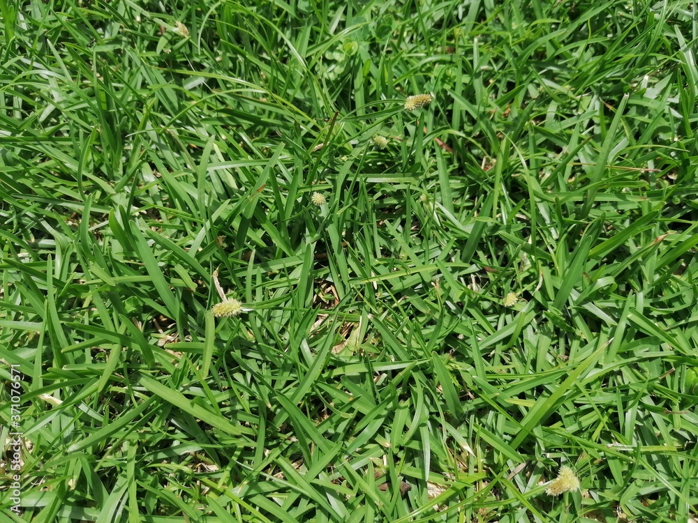 green grass background green grass background