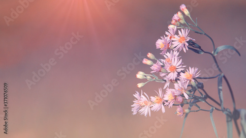 Sea aster flower under the sunset light and blank space photo