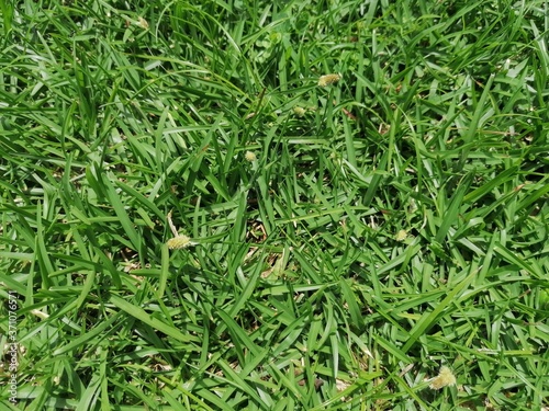 green grass background