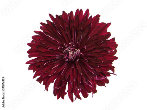 Dark red chrysanthemum flower isolated on white Fototapeta