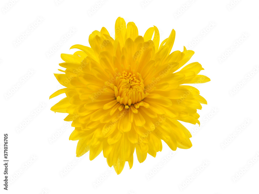 Single yellow chrysanthemum flower isolated on white Single yellow chrysanthemum flower isolated on white