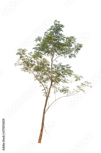 Isolated tree on white background