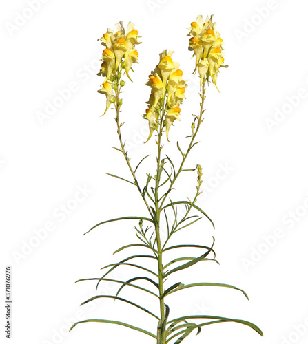 Yellow flowers of toadflax isolated on white, Linaria vulgaris