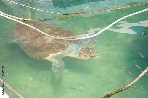 Schildkröte Carrera in Chania Hafen 