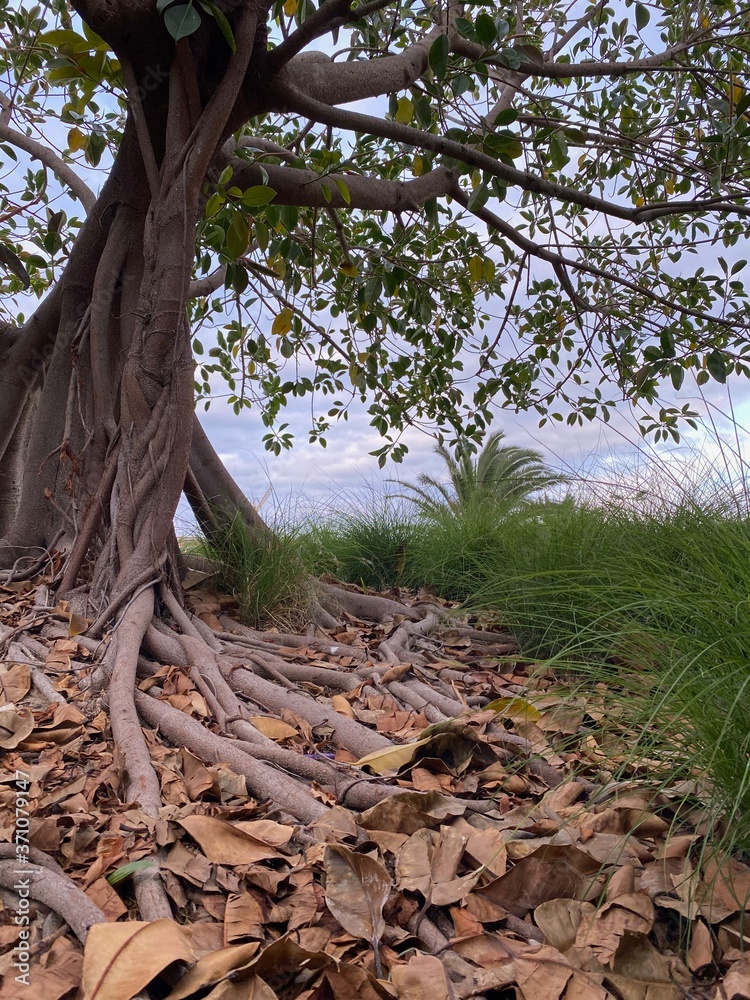 Foto de Higuera estranguladora de florida, Ficus, comunmente conocida