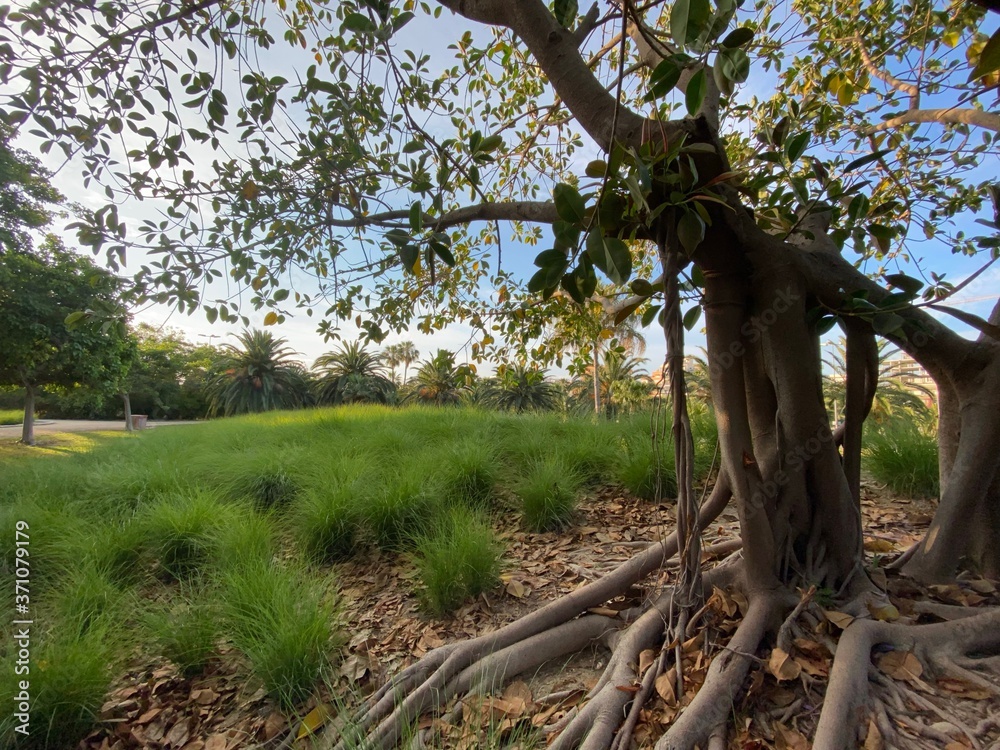 Fototapeta premium Higuera estranguladora de florida, Ficus, comunmente conocida como Higuerón, o Higuera dorada, Parque La Marjal, Alicante, Spain