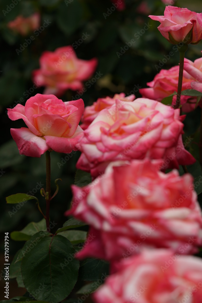 Light Pink Flower of Rose 'Elegant Lady (Diana, Princess of Wales)' in Full Bloom
Light Pink Flower of Rose 'Elegant Lady (Diana, Princess of Wales)' in Full Bloom