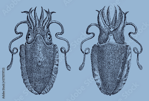 Ovalbone cuttlefish, sepia elliptica from the West Pacific Ocean in top and underside view isolated on a blue background, after an antique illustration from the 19th century