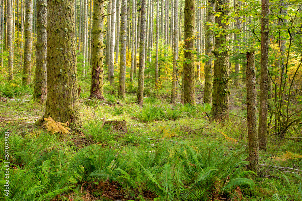 A fir tree forest at Silver fall state park near Silverton, Oregon.