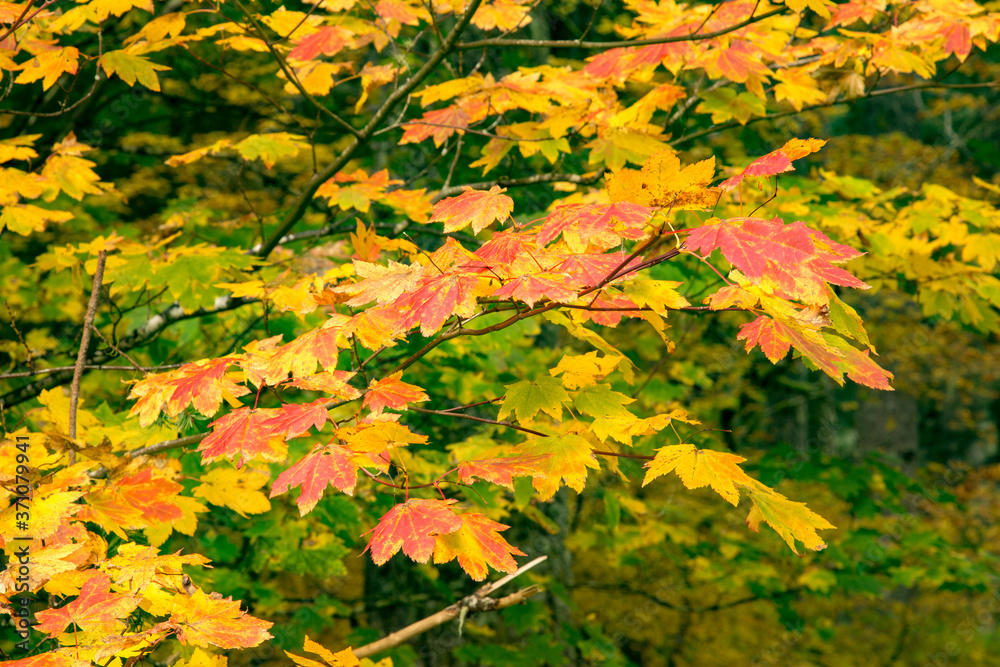 Autumn vine maple leaves at Silver fall state park near Silverton, Oregon. Autumn vine maple leaves at Silver fall state park near Silverton, Oregon.