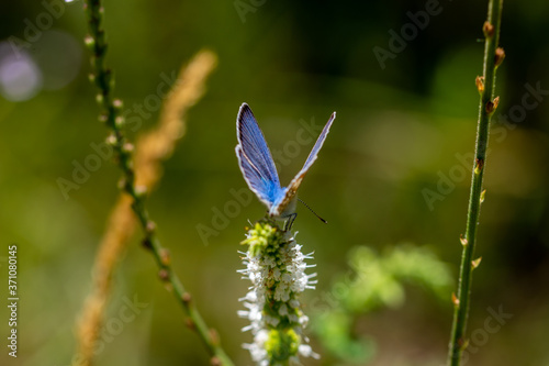 Close-up view of a blue butterfly in the field © Miguel Ángel RM