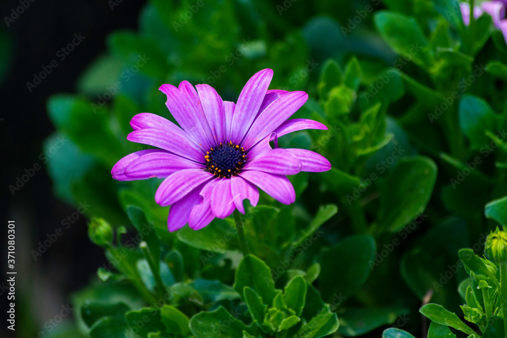purple flower in the garden purple flower in the garden