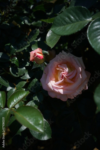 Cream and Pink Flower of Rose 'Elle' in Full Bloom 