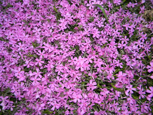 pink flowers in the garden