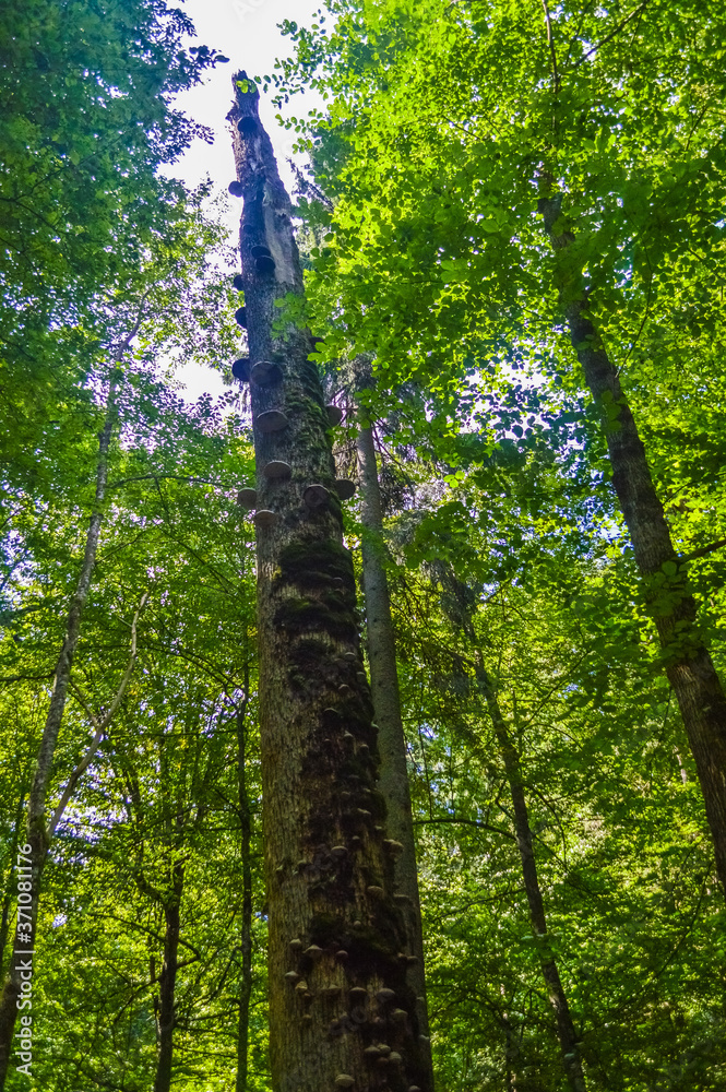 Fototapeta premium Landscape of the Bialowieza Primeval Forest, Poland and Belarus