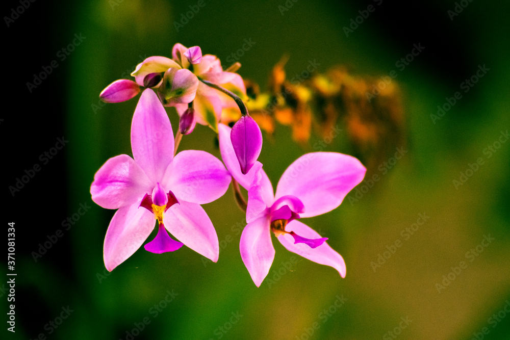pink flower closeup